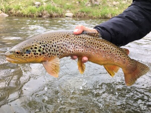 Utah Fly Fishing Report