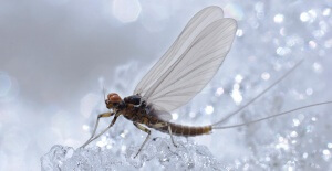 Spring Fly Fishing Season - Park City Fly Fishing Co